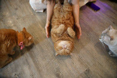 Clawing back normality: Bangkok cat cafe reopens after virus shutdown
