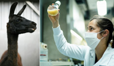 Belgian llama holds key to possible corona treatment