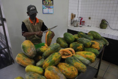 Papaya, anyone? Govt urges SMEs to export food, beverages