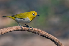 Denpasar authorities foil alleged attempt to smuggle thousands of birds