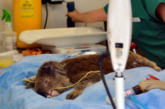 Aussie wildlife hospital takes annual charity benefit online