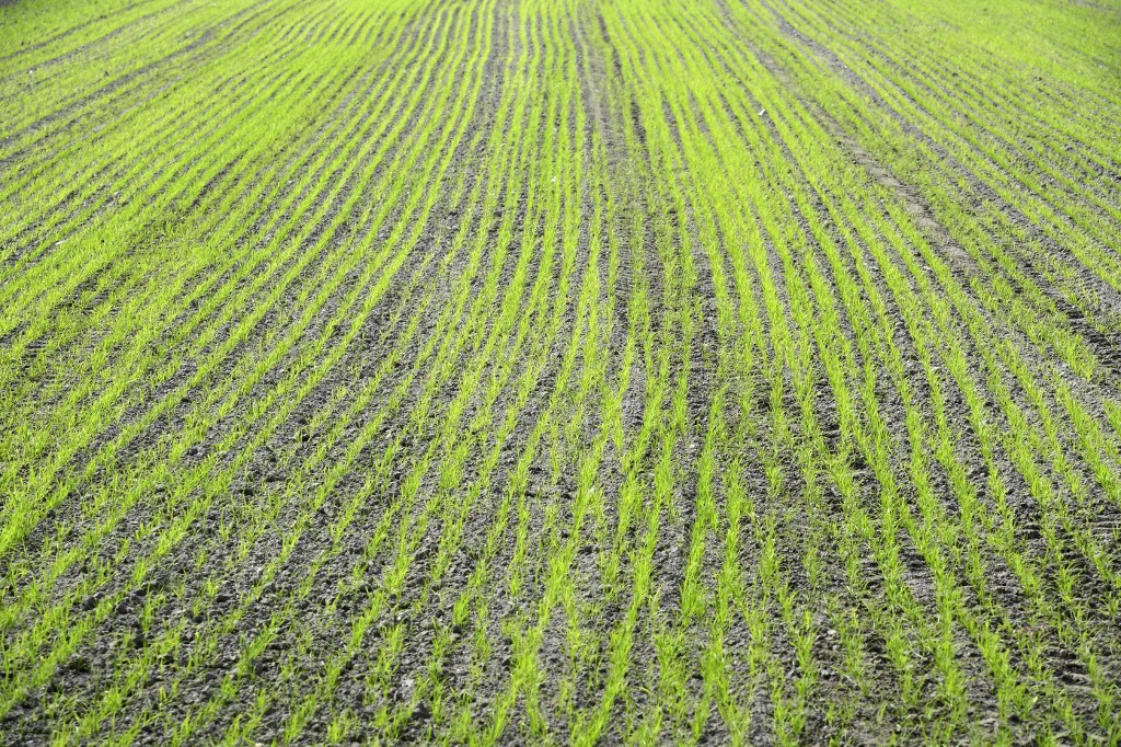 Italian rice puts pasta in the shade during pandemic