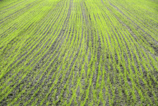 A picture taken on May 8, 2020 shows a rice plantation near Robbio, Lombardy, during the country's lockdown aimed at curbing the spread of the COVID-19 infection, caused by the novel coronavirus. 