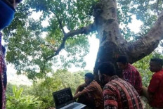 Village authorities in East Nusa Tenggara climb tree to get internet connection