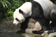Canada zoo to send pandas home after bamboo shortage