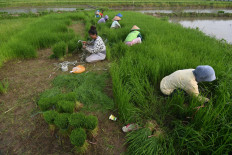 Young farmers unlikely stay despite govt’s big pay promise for newcomers