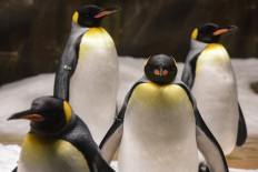 King penguins emit high levels of nitrous oxide, or laughing gas, that is 300 times more polluting than carbon dioxide.