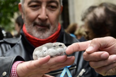 A hamster waits to be blessed by a priest during San Anton Abad's Day (Saint Anthony, patron saint of animals) in Madrid on Jan. 17, 2020.Tests on hamsters reveal the widespread use of facemasks reduces transmission of the deadly coronavirus, a team of leading experts in Hong Kong said Sunday.
