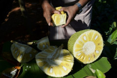 India's 'superfood' jackfruit goes global