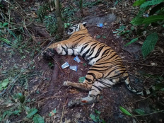 Endangered Sumatran tiger found dead, ensnared in Riau