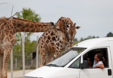 Roll up, roll up: Hungarian circus beats virus by becoming safari park