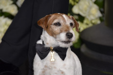 Uggie the star of 'The Artist' wins greatest movie mutt award