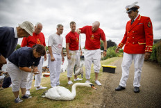 UK royal swan census cancelled due to virus: Reports