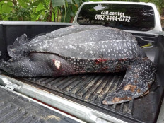 Endangered leatherback turtle found dead near Maluku village