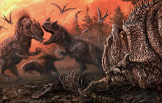 The large meat-eating Jurassic Period dinosaur Allosaurus engages in cannibalism in a stressed ecosystem in an artist's impression released on May 27, 2020. 