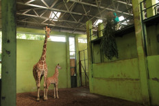 Bali Safari Park's newborn baby giraffe named Corona