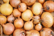 Govt expects onion surplus as West Nusa Tenggara enters harvest season