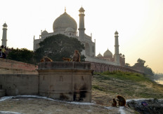 In this file photo taken on November 13, 2018, macaque monkeys gather near the Taj Mahal monument in Agra in India's Uttar Pradesh state. 