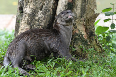 Singapore otters' lockdown antics spark backlash
