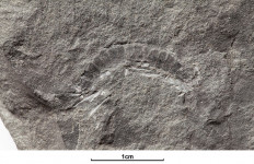 A fossil of a 425 million-year-old millipede called Kampecaris obanensis and unearthed in Scotland is shown in this undated handout photo released to Reuters on May 27, 2020. 