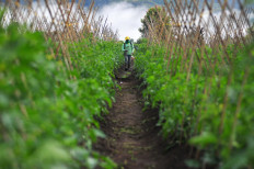 Technology use in agriculture should involve farmers: Experts