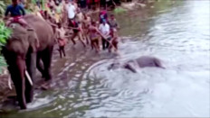 People pull the body of a dead pregnant elephant out of the water, after the animal was allegedly fed with firecracker-stuffed pineapple and died,in Malappuram, India, on May 27, 2020 in this still image taken from a video. 