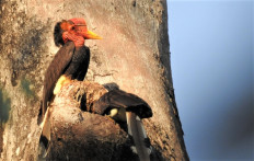 Yokyok Hadiprakarsa: Guardian of Indonesia’s endangered helmeted hornbill