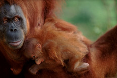 Banks can help stop illegal wildlife trade 