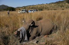 A rhino that has been dehorned in an effort to deter poaching lies on the ground, amid the spread of the COVID-19, at the Pilanesberg Game Reserve in North West Province, South Africa, May 12, 2020.