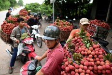 Vietnam's lychee crop not bearing fruit as prices slump