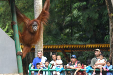 Visitors watch an orangutan in an enclosure at Ragunan Zoo in Jakarta on Sept. 10, 2017. 