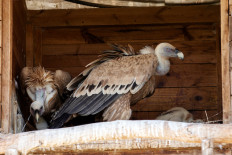 Biblically mislabeled, Israel's griffon vultures get new lease of life