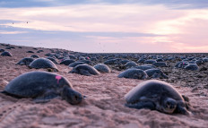 Turtles nest on Raine Island, far North Queensland, Australia, in this picture taken in December 2019 and made available to Reuters on June 10, 2020. 