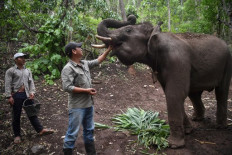 Thai elephants' mass migration to village brings new stress