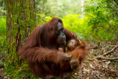 An orangutan is seen holding a baby orangutan in Kalimantan.