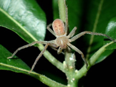 New spider species named after Greta