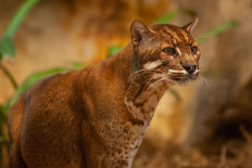 West Sumatra wildlife agency rescues trapped Asian golden cat in Agam regency