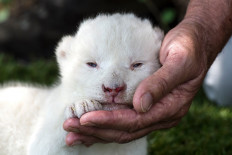 In Spain, the white lion cub whose mum didn't want him