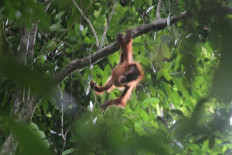 New orangutan rescue center inaugurated in North Sumatra