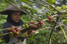 A farmer harvests robusta coffee in the village of Ciakar, located near Mount Galunggung in Tasikmalaya regency, West Java, in June 2020.