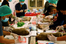 Thai vets perform mass sterilization as hungry monkeys terrorize tourist city