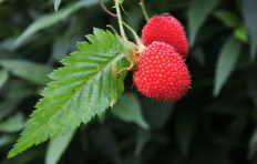 The mulberry plant (Rubus fraxinifolius) is believed to have anti-aging properties.