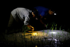 To beat the heat, Vietnam rice farmers resort to planting at night