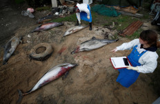 Dead dolphins wash up on France's shores in record numbers