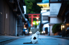 A cat sits on a street outside Enoshima Shrine in Kanagawa Prefecture on May 17, 2020.
