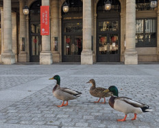 Ducks are pictured in front of the Comedie Francaise, Place Colette, in Paris on April 2, 2020 on the seventeenth day of a strict lockdown in France to stop the spread of COVID-19 (novel coronavirus).