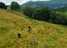 Young Italians pick cows over clubbing in Italy