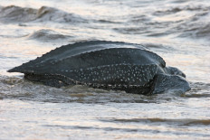 Leatherback sea turtle found dead on East Nusa Tenggara's coast