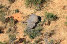 Botswana investigating mystery deaths of at least 275 elephants