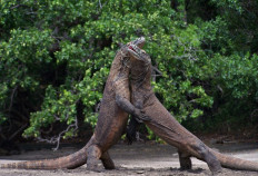 Labuan Bajo offers free entry to tourist sites to lure visitors amid pandemic